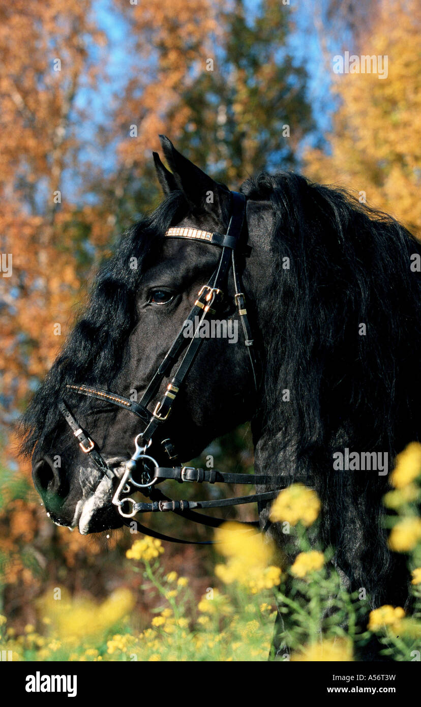 Friesenhengst Banque D'Images