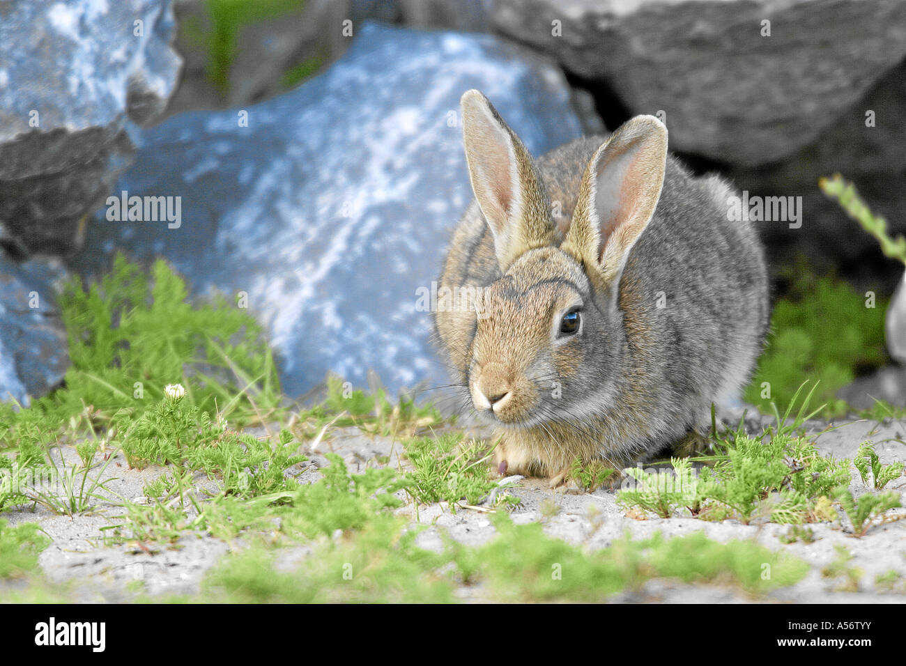 Wildkaninchen lapin sauvage Europe Banque D'Images