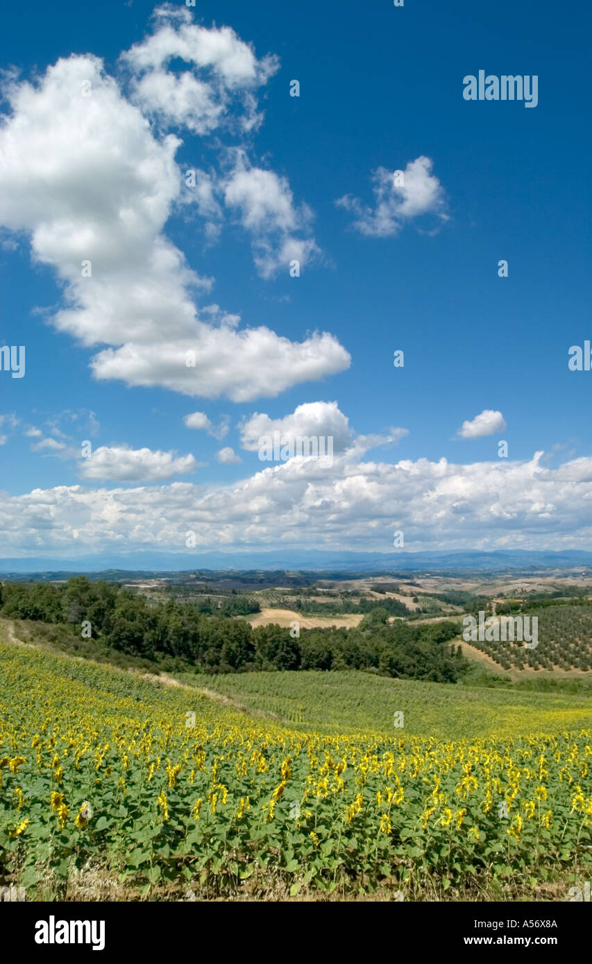 Fiorentino Hills près de Castelfiorentino, Toscane, Italie Banque D'Images