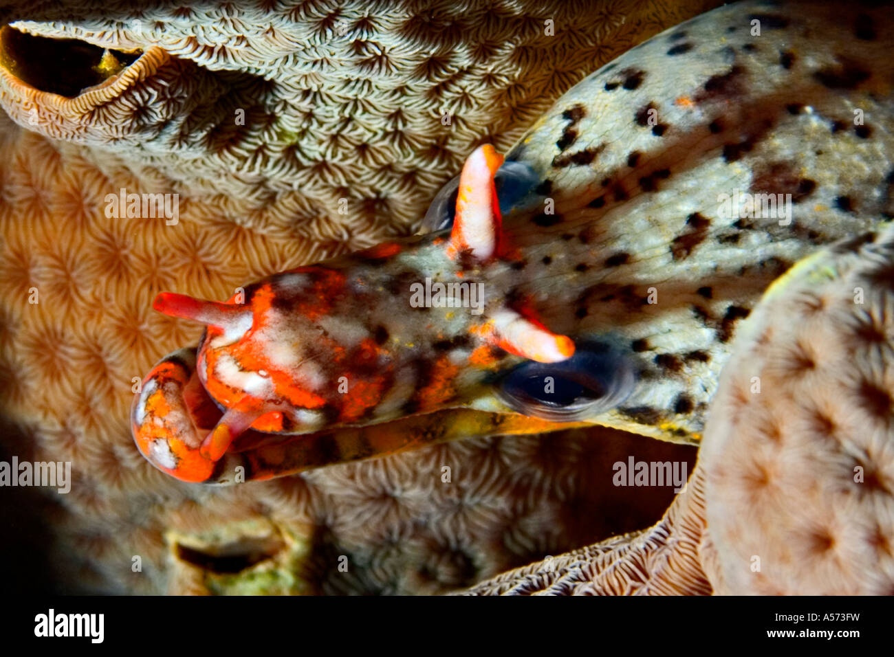 Tigermuraene Scuticaria Tigrina Tiger Reef uropterygiinae actinopterygii ray anguille anguille anguille poissons à tigre tigre tigermoray m Banque D'Images
