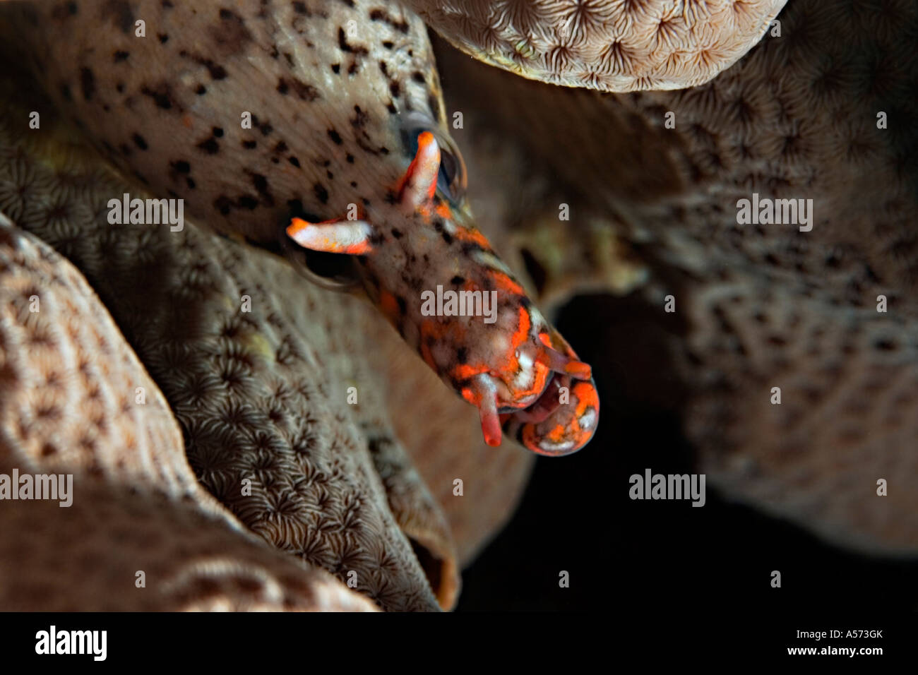 Tigermuraene Scuticaria Tigrina Tiger Reef uropterygiinae actinopterygii ray anguille anguille anguille poissons à tigre tigre tigermoray m Banque D'Images