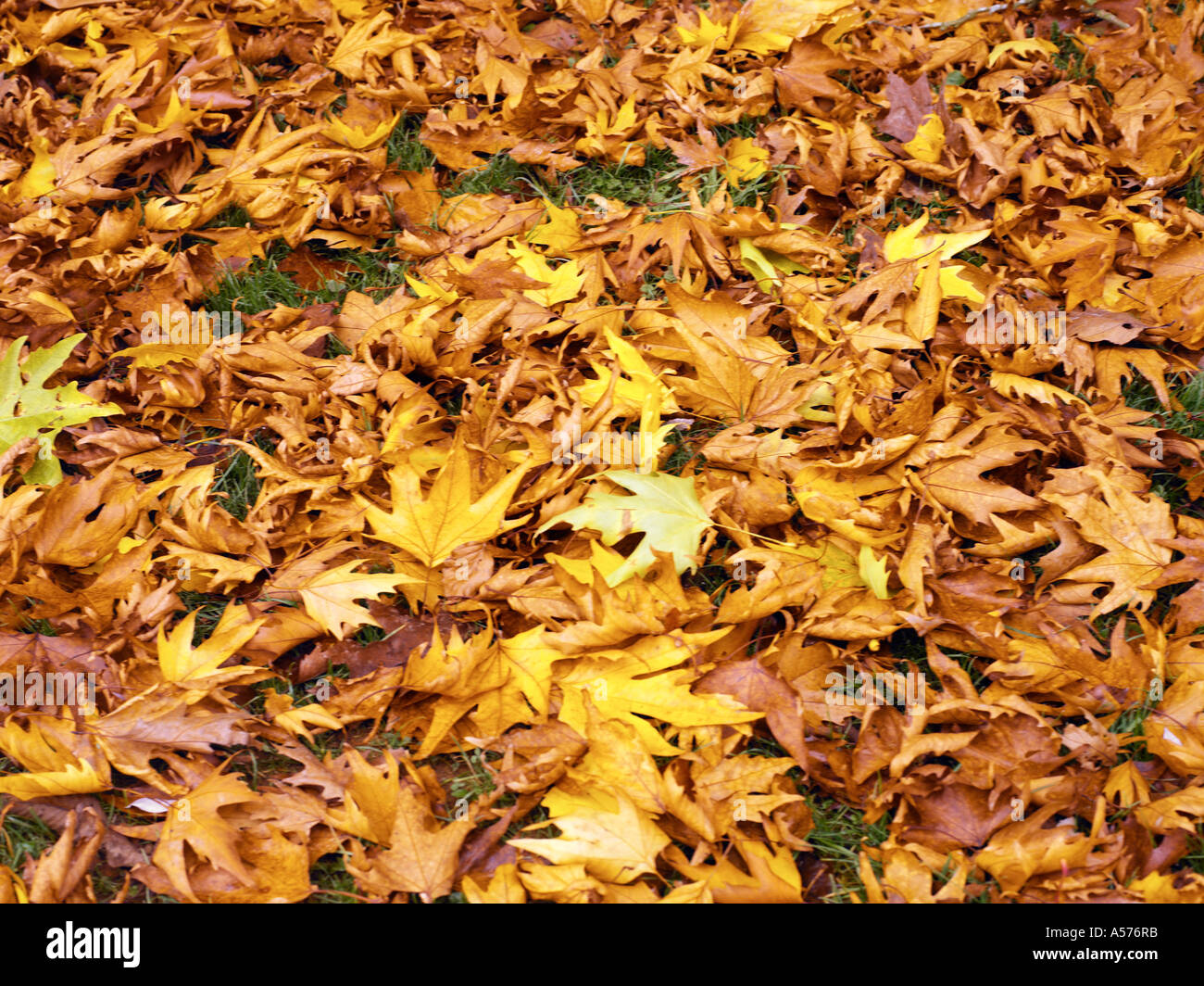 Feuilles d'érable à l'automne sur le sol de la forêt Banque D'Images