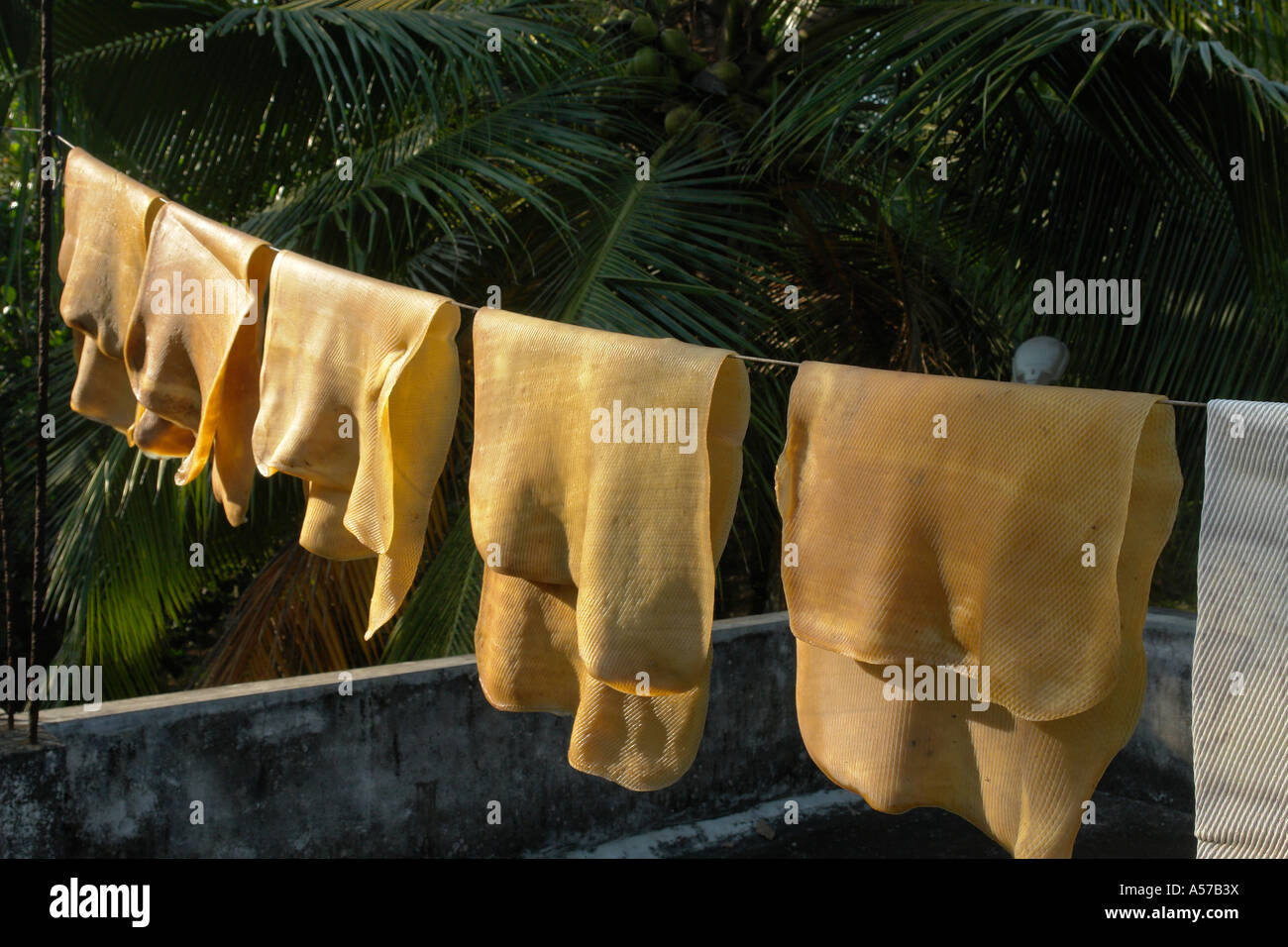 Painet jc3517 india rubber sun drrying les arbres récoltés autour de pays l'économie des pays développés économiquement Banque D'Images