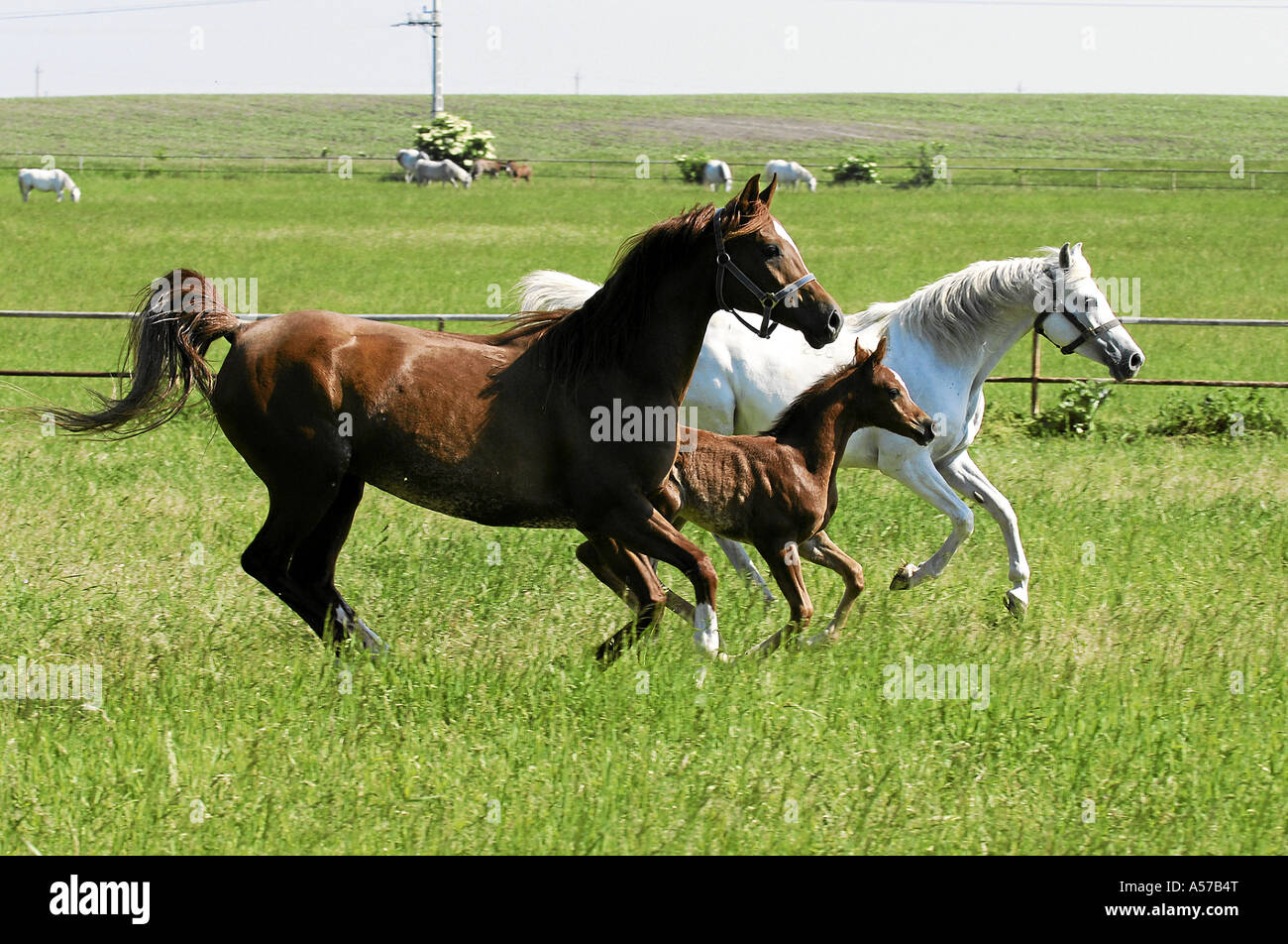 Arabe Shagya Hongrie Europe Banque D'Images