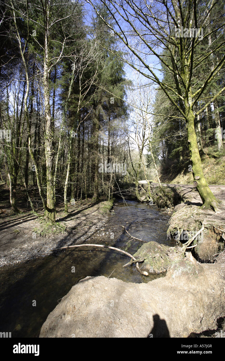 Cardinham woods, Bodmin, Cornwall Banque D'Images