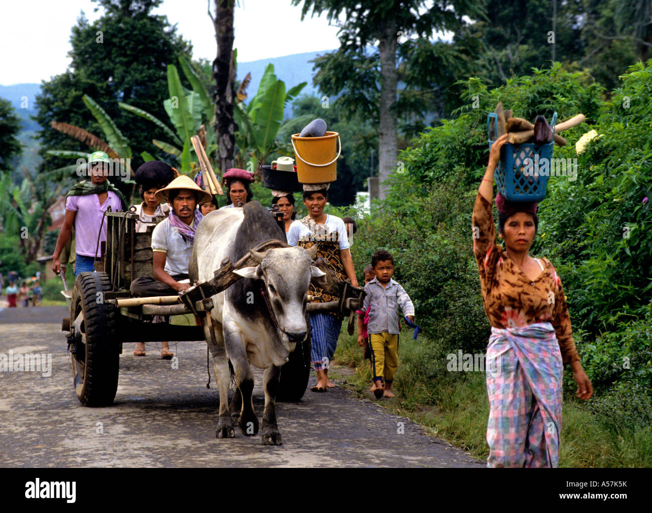 Fermier Toba Batak (Toba,Karo,Simalungun,Pak Pak, Mandliing, Angkola)tribus Batak,Lac Toba,Sumatra,Indonésie) Banque D'Images Fermier Toba Batak (Toba,Karo,Simalungun,Pak Pak, Mandliing, Angkola)tribus Batak,Lac Toba,Sumatra,Indonésie) Banque D'Images