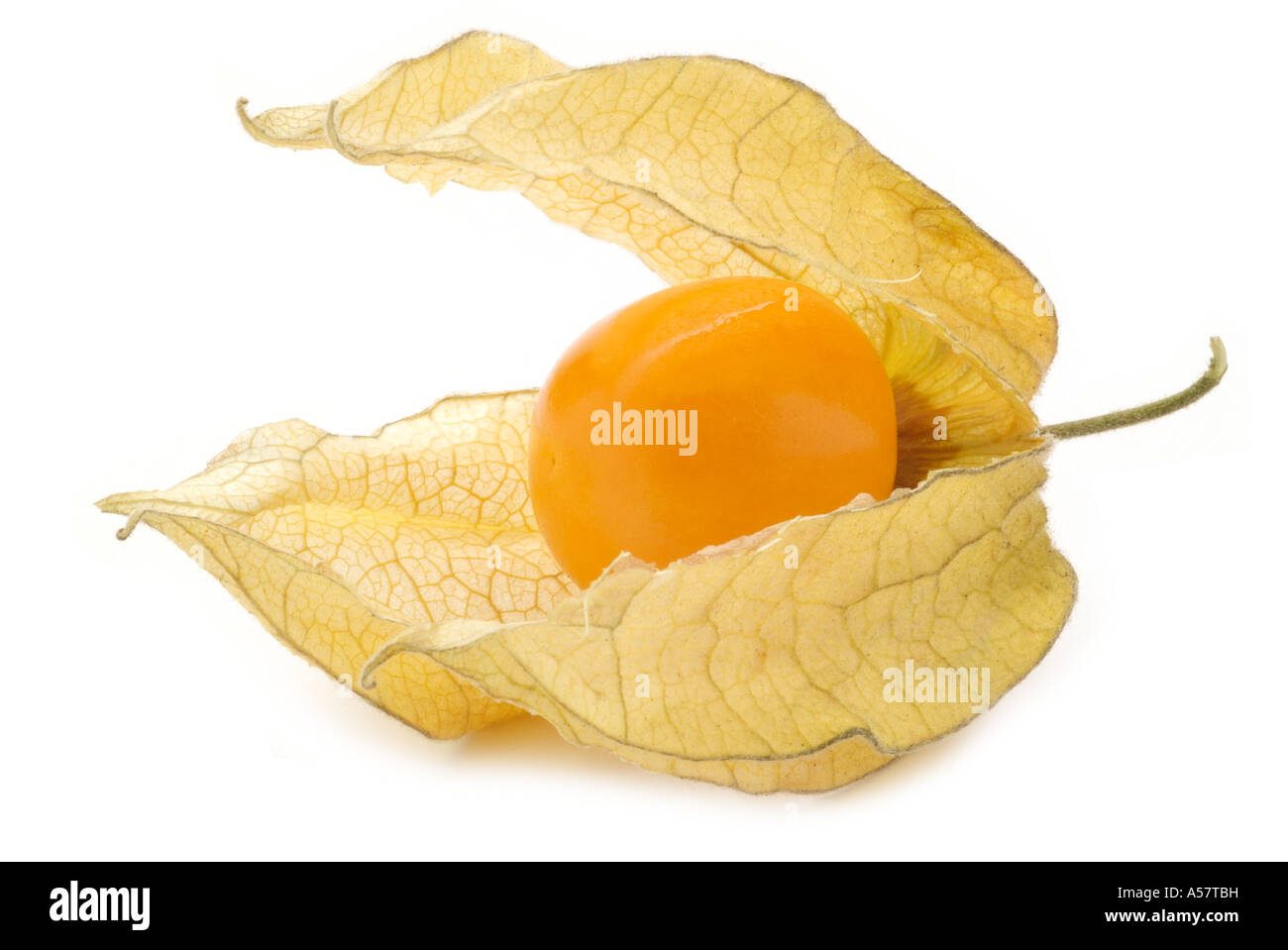 Physalis physalis frais de saison fruits exotiques tropicales chine chinois  aigre doux lanterne jaune graines séchées orange papier Photo Stock - Alamy