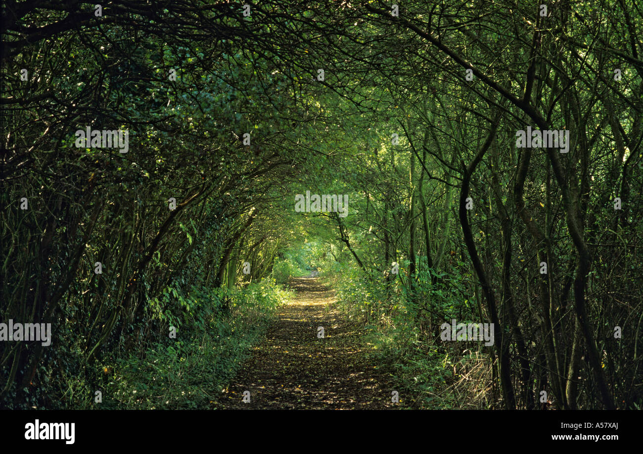 Un tronçon plus pacifique de la Fosse Way près de Leicester UK Banque D'Images