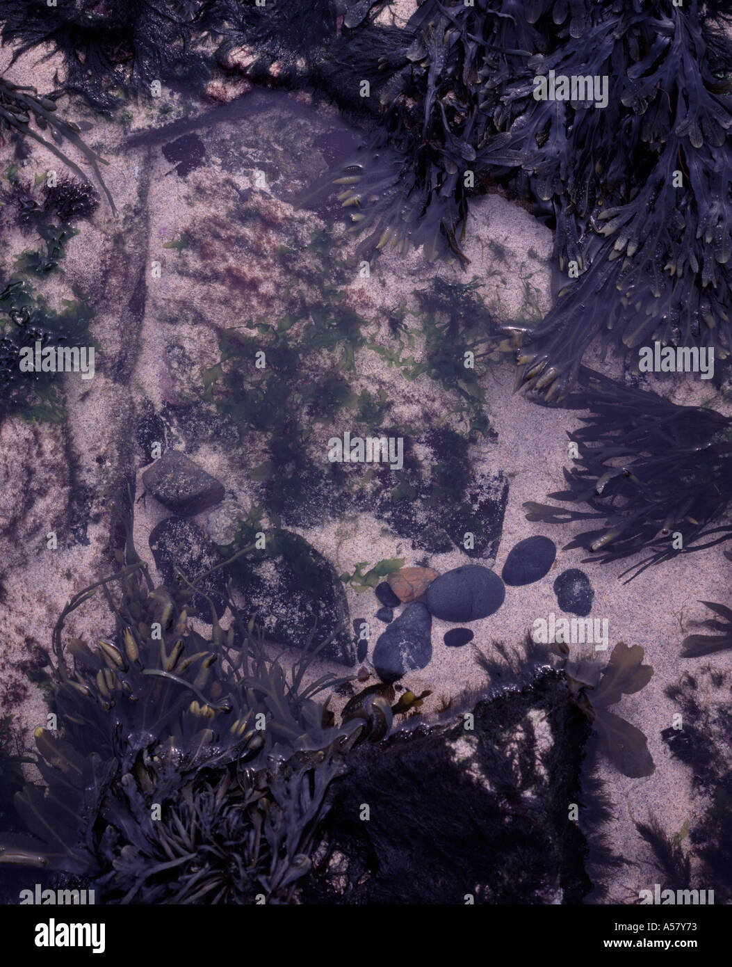 Rockpool Porthmeor beach St Ives Cornwall UK Banque D'Images