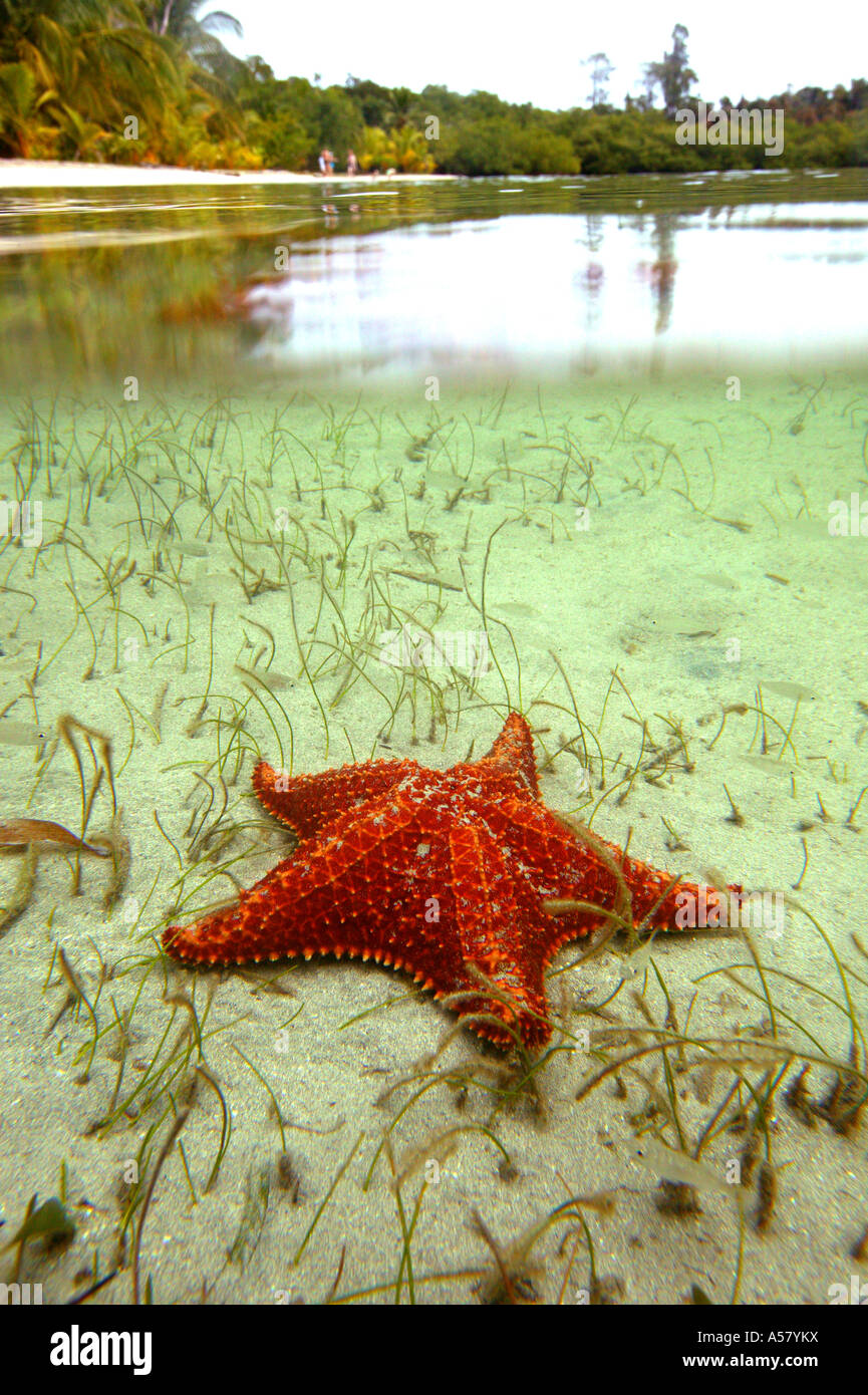 Étoile de mer et la plage à Bocas del Toro, sur la côte Caraïbe du Panama Banque D'Images