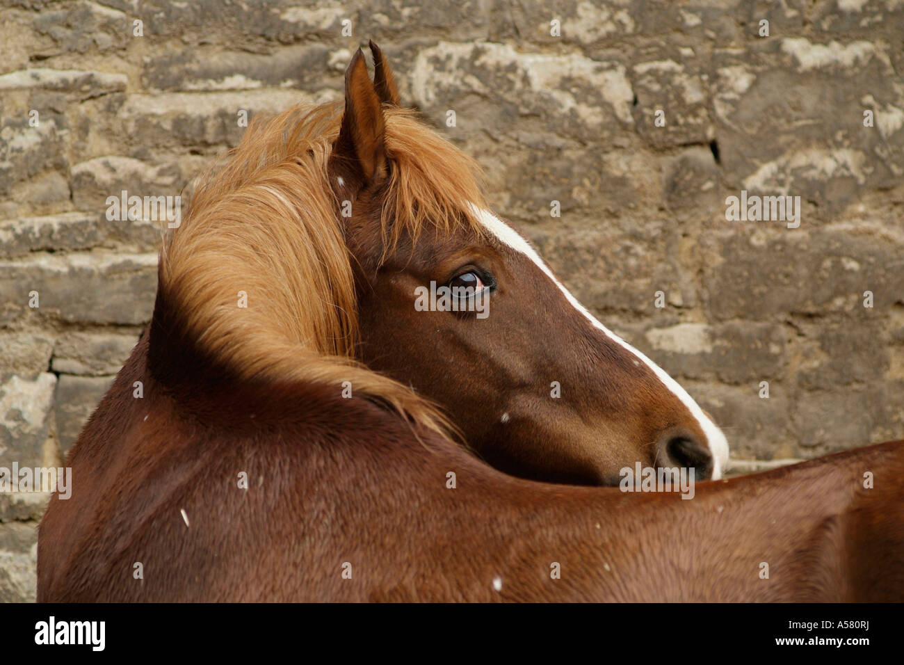 La tête d'un cheval brun regarde la manie d'un cheval gris directement dans  l'appareil photo. Les chevaux sont sales de la boue et de l'herbe Photo  Stock - Alamy