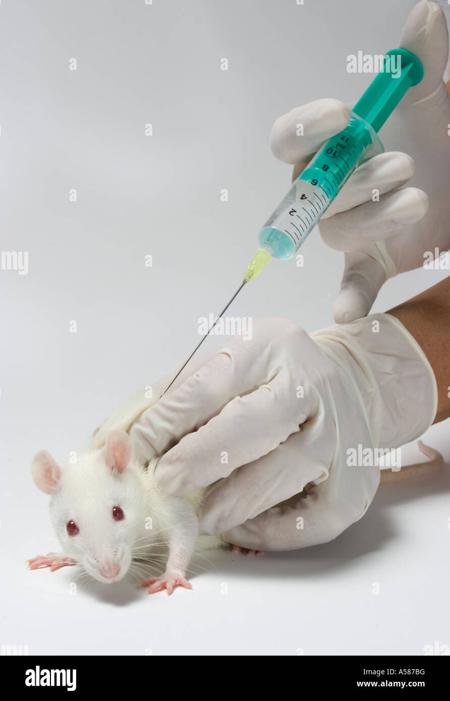 Injection Des Rats Rat de laboratoire Banque de photographies et d’images à haute ...
