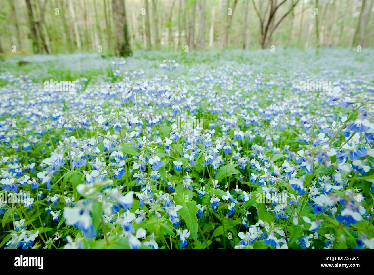 Blue Eyed Mary fleurs couvrir le sol de la forêt au parc d'état de l'Illinois Ville géant Banque D'Images