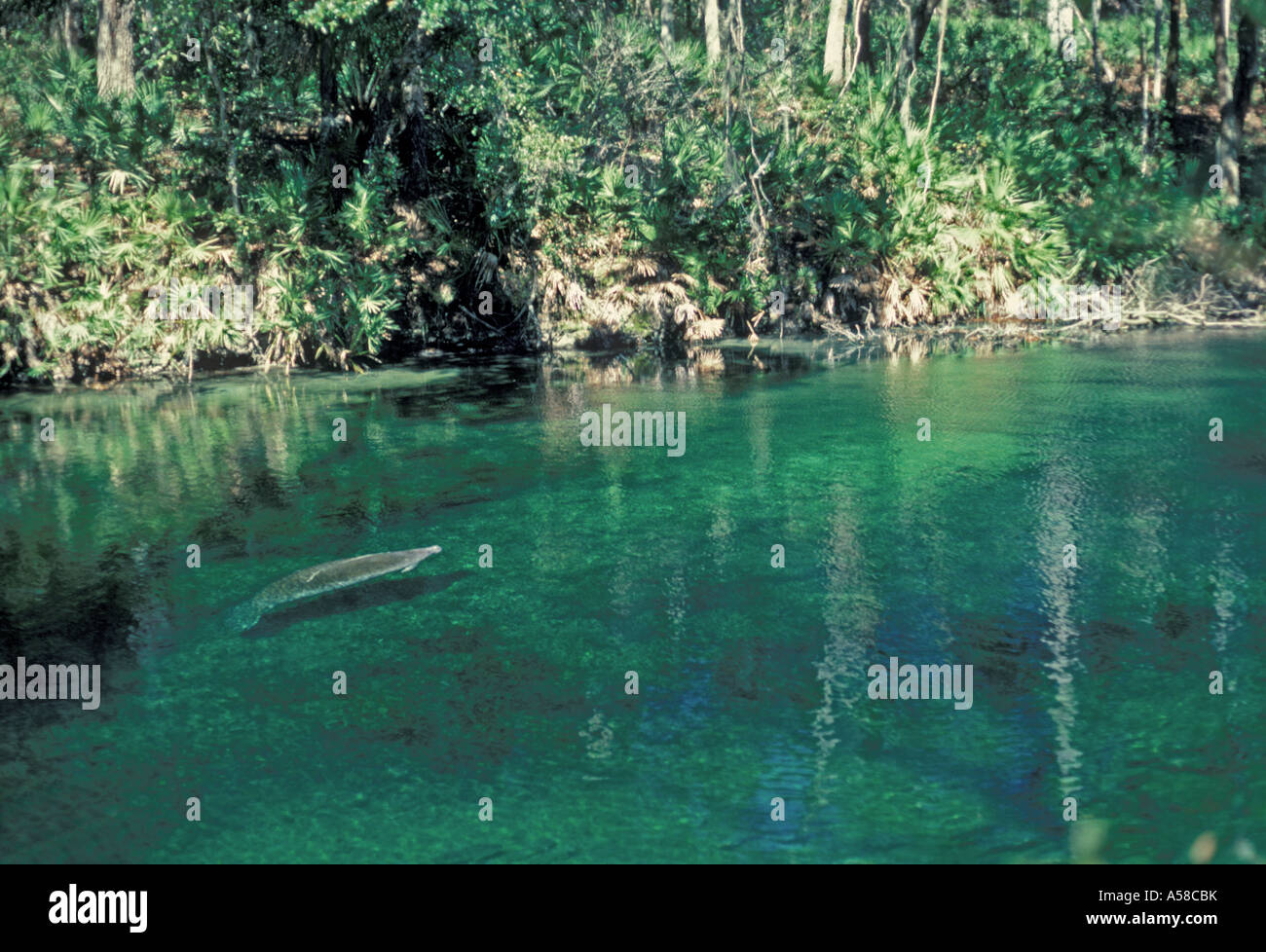 Florida Manatee Blue Spring State Park Banque D'Images