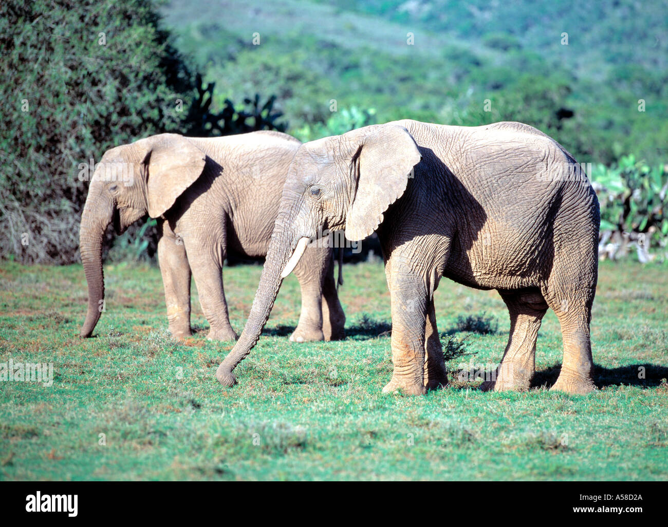 Éléphants Banque D'Images