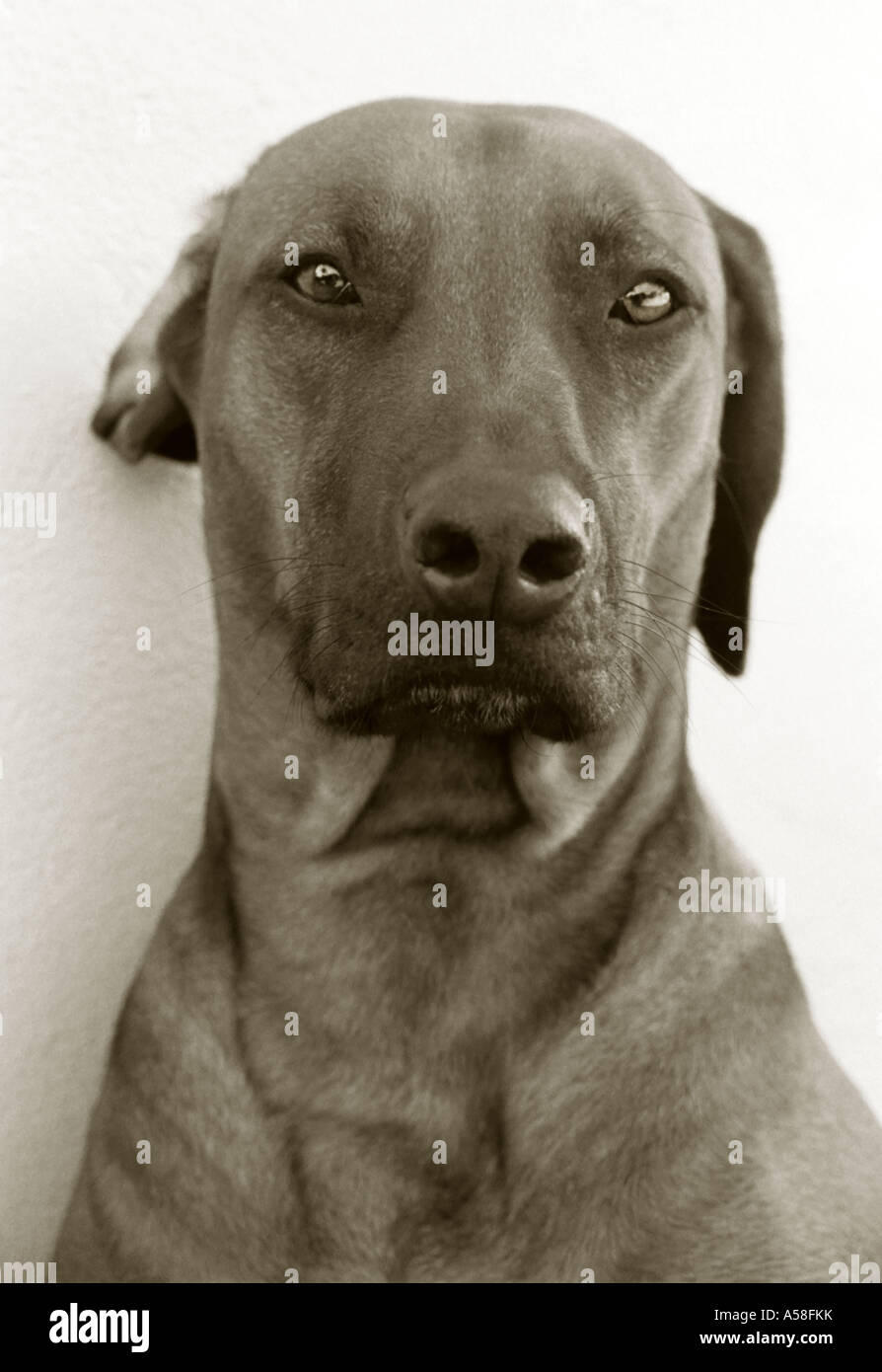 Portrait noir et blanc de Rhodesian Ridgeback chien. Banque D'Images