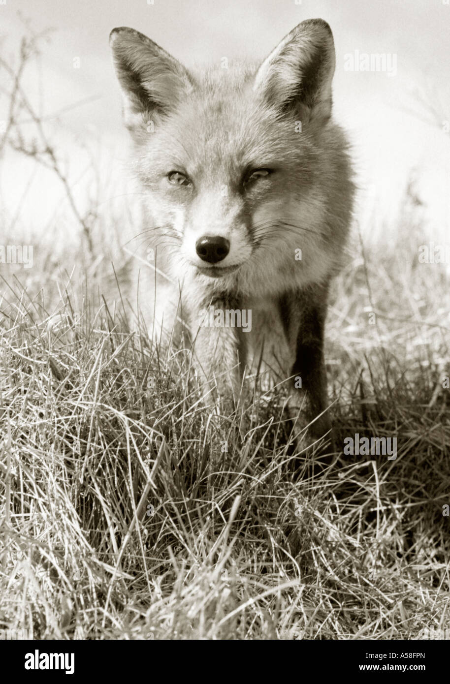 Portrait noir et blanc de Fox. Banque D'Images