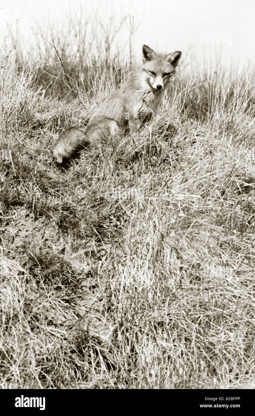 Portrait noir et blanc teinté de fox assis sur le dessus de Grassy hill. Banque D'Images