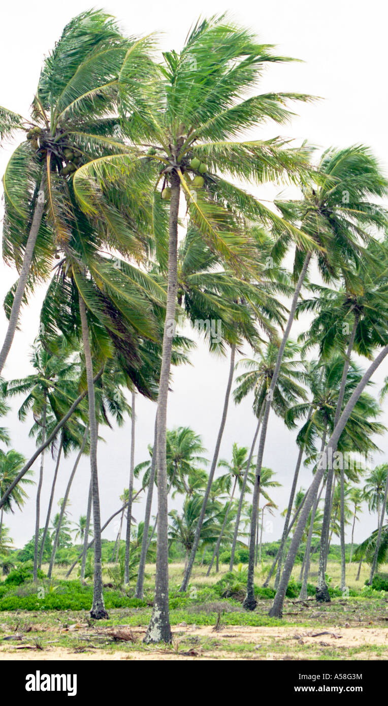 Portrait couleur de palmiers blowing in wind sur brésilien. Banque D'Images