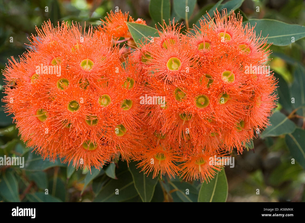 Red-floraison (Eucalyptus Corymbia ficifolia) fleurs, l'Australie, février Banque D'Images