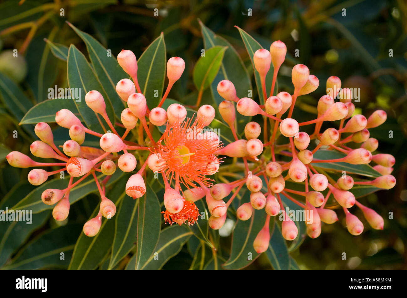 Red-floraison (Eucalyptus Corymbia ficifolia) Fleurs et bourgeons, Australie, février Banque D'Images
