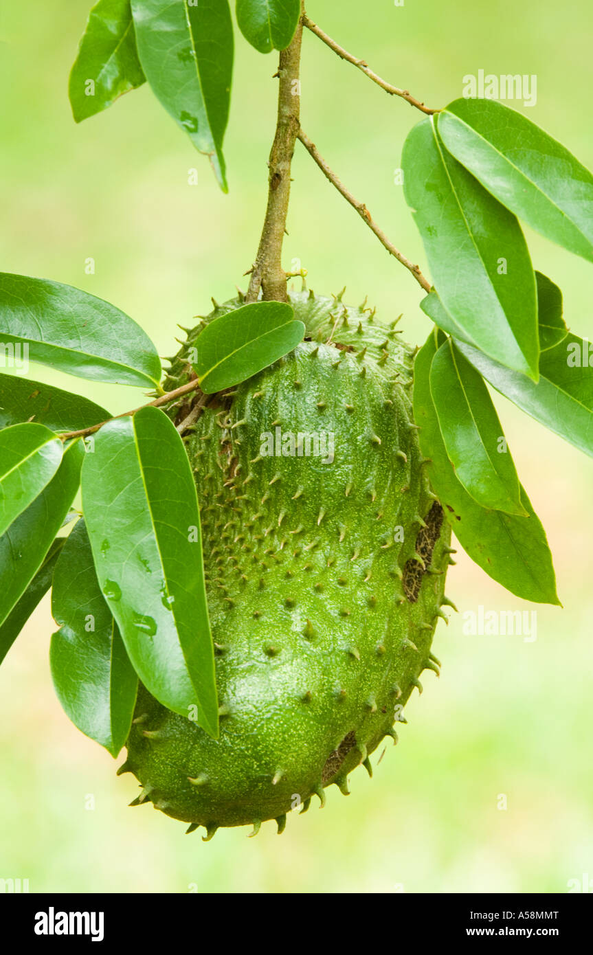 Corossol (Annona muricata) fruits, Daintree, Queensland, Australie Banque D'Images