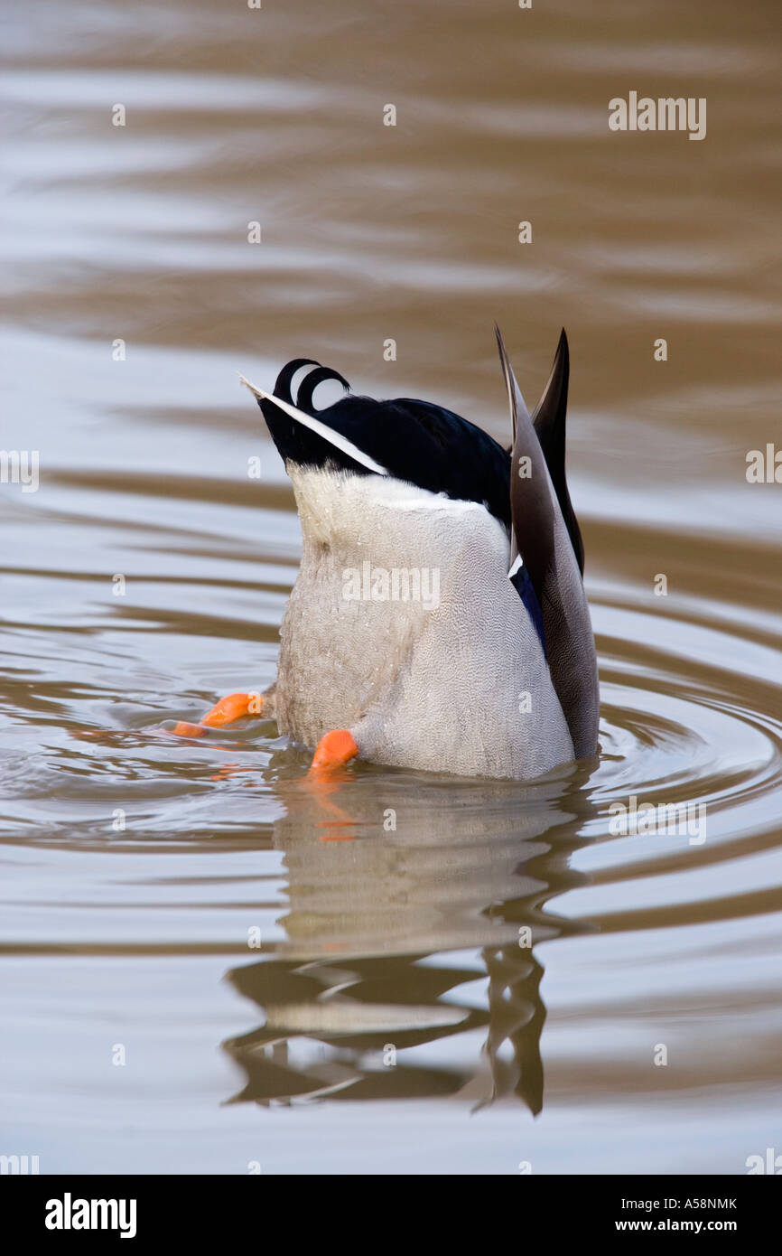 Canard colvert Anas platyrhynchos mâle dans l'eau d'alimentation avec queue de haut avec des ondulations et de réflexion dans l'eau potton bedfordshire Banque D'Images