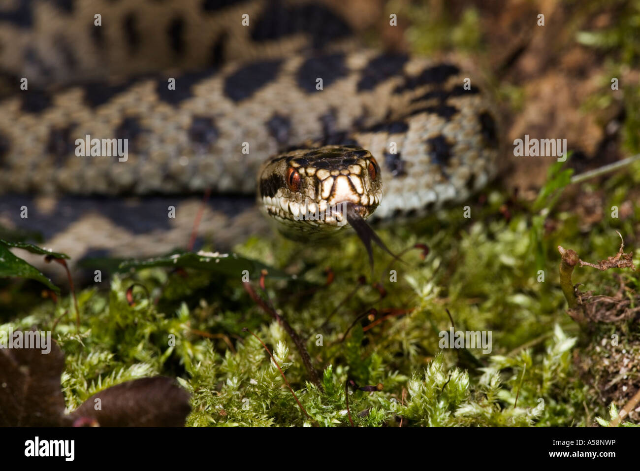 Vipère Vipera berus close up de tête avec la langue, et à la recherche en alerte sur moss couverts se connecter sur tête leicestershire Banque D'Images