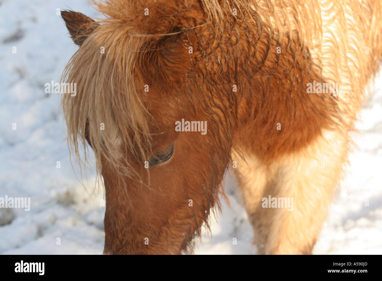 Cheval miniature dans la neige entre Croix et Shetland Falabella Galles du Sud Banque D'Images