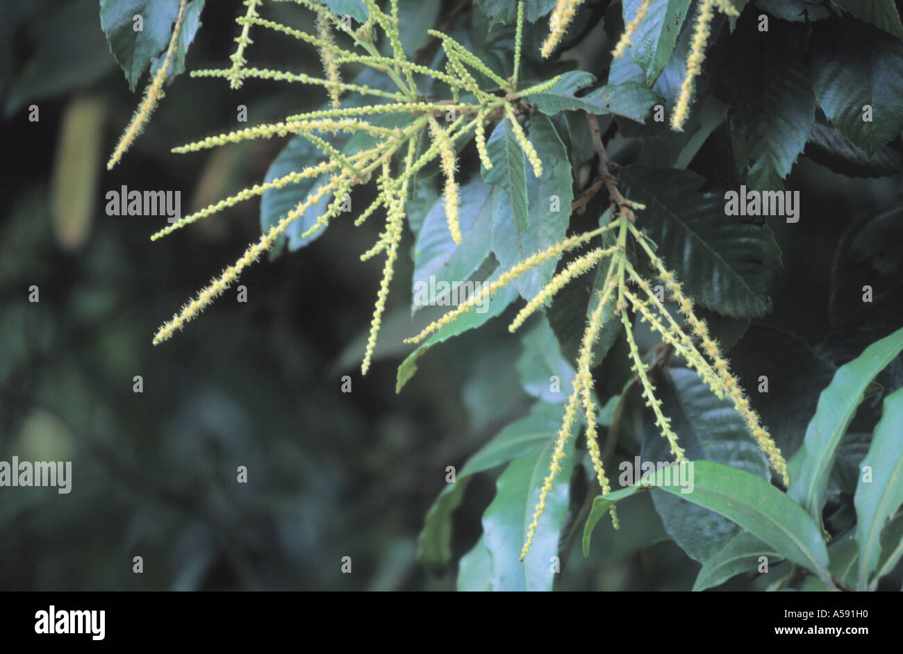 Inflorescence de sweet chestnut Castanea sativa en libre Banque D'Images