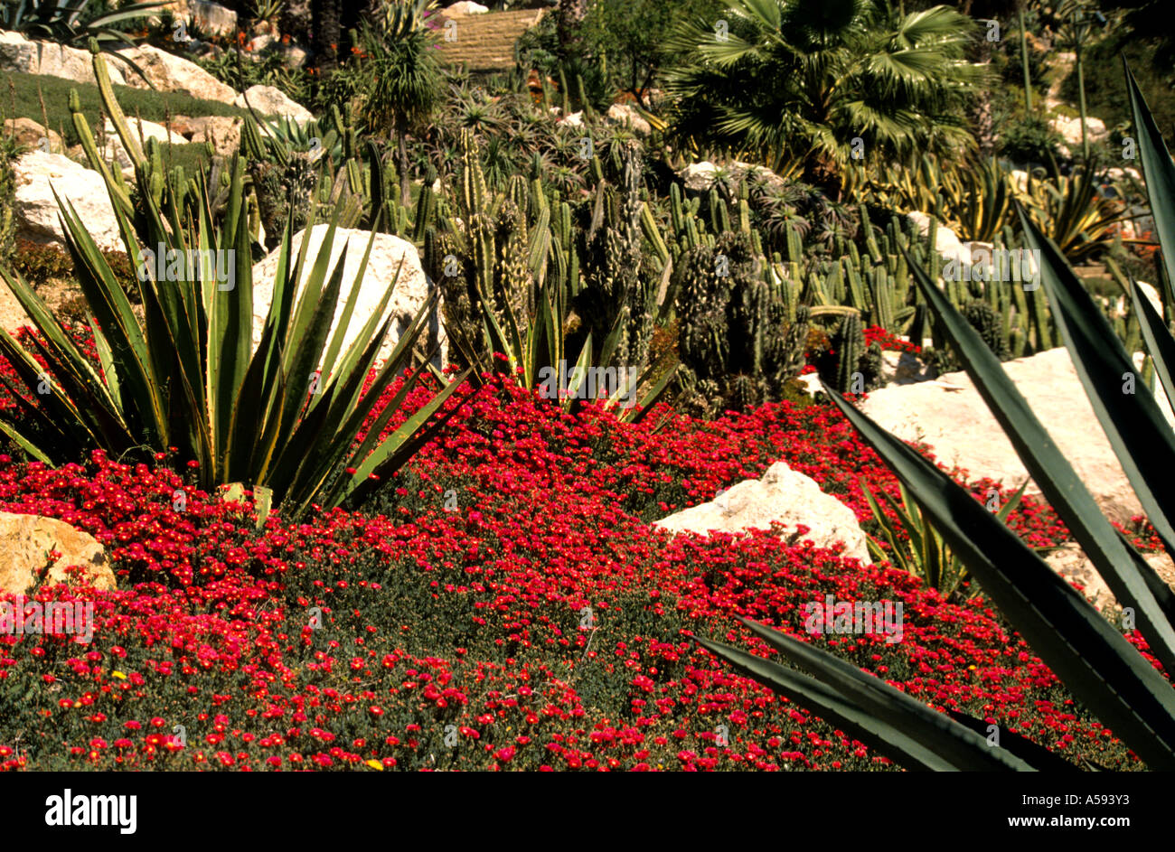 Barcelone Espagne Espagnol rouge fleurs fleur de cactus Banque D'Images