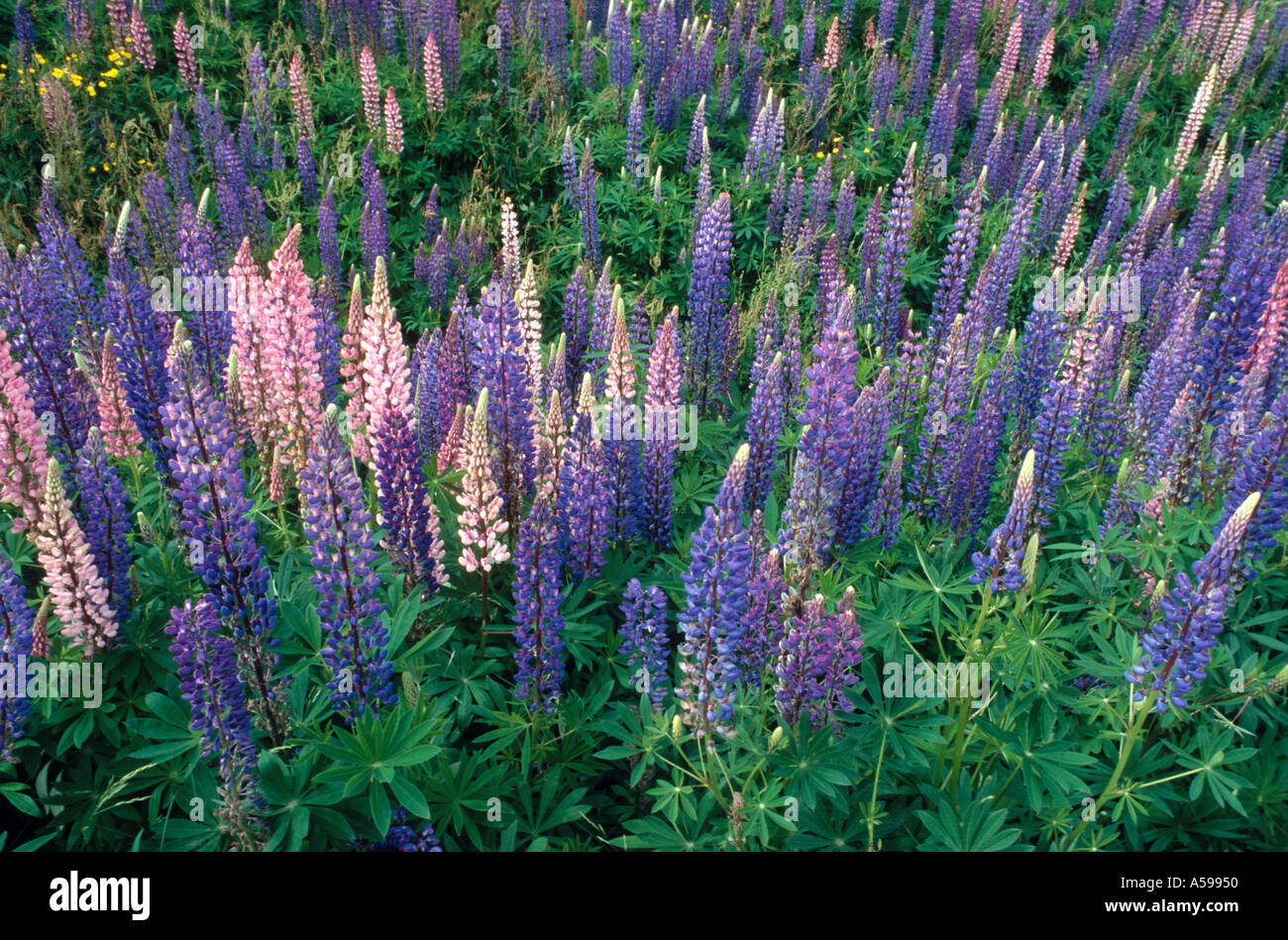 Fleurs lupin à côté d'une route cette photo a été faite au Danemark Banque D'Images