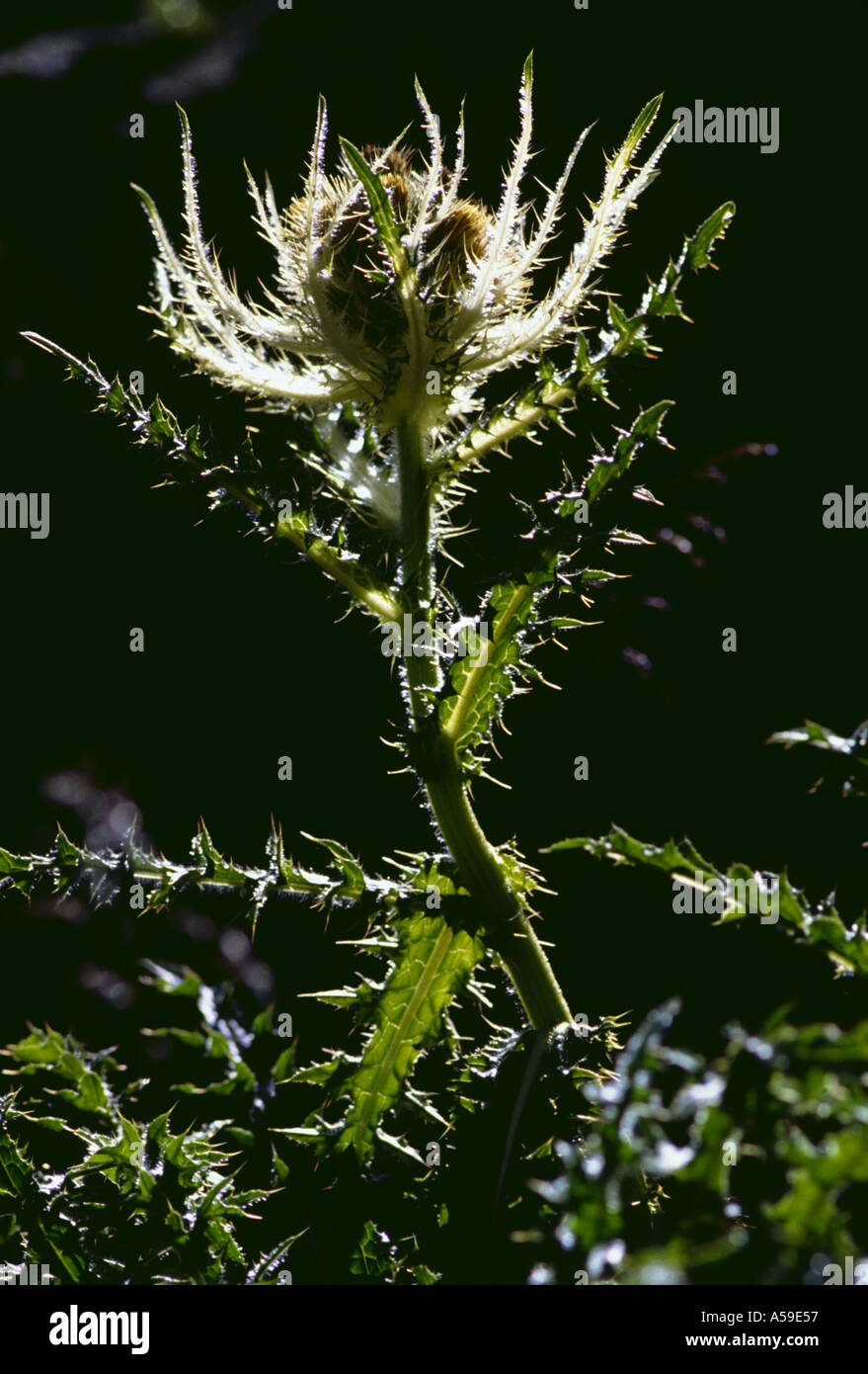 La floraison des plantes chardon dans le pré Banque D'Images