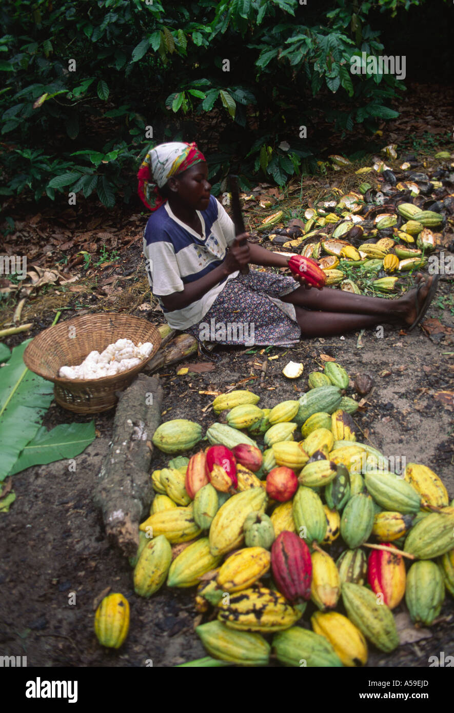 Femme préparant le cacao Ghana Commerce équitable Banque D'Images