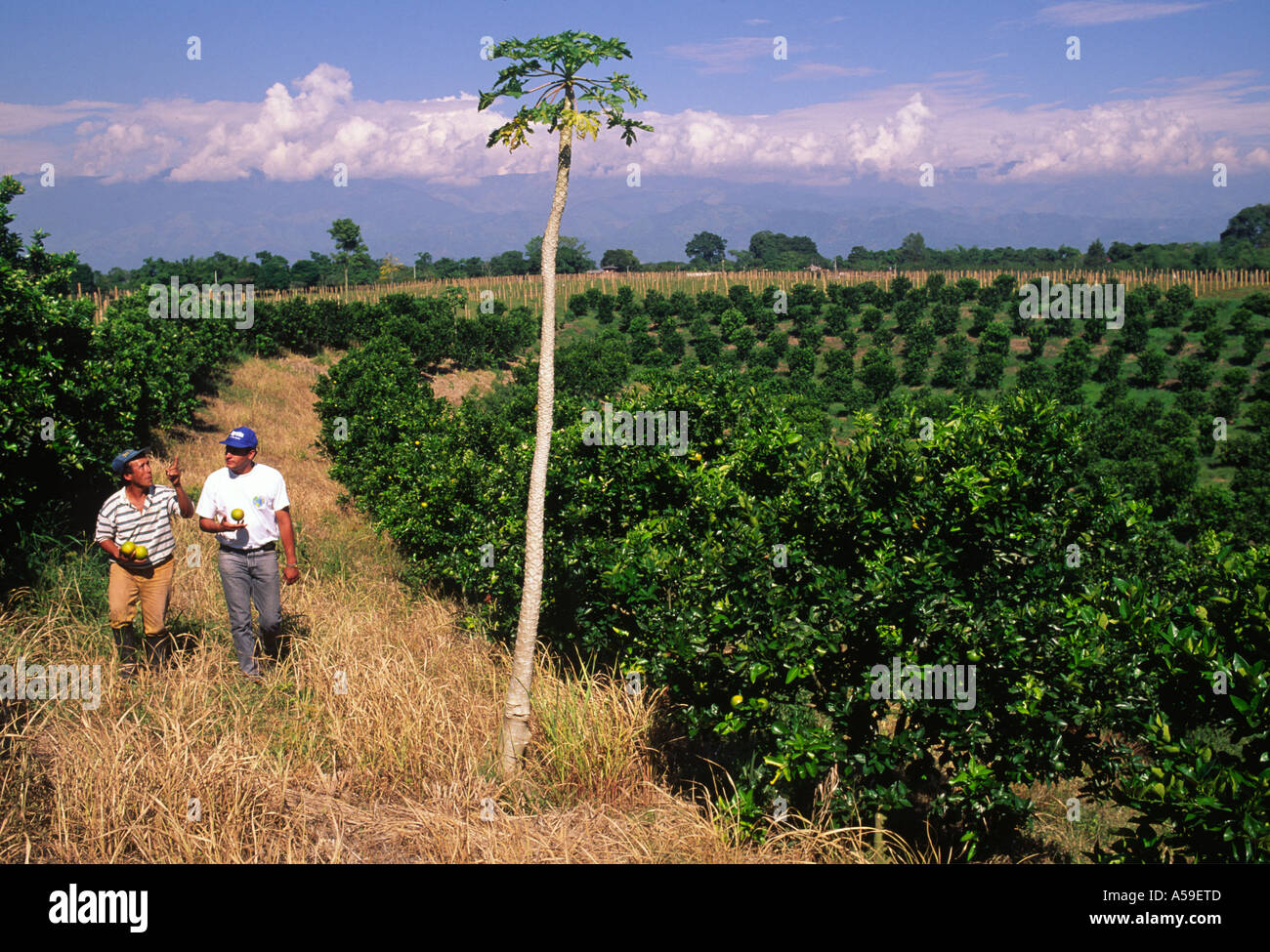 La production des agrumes colombie Banque D'Images