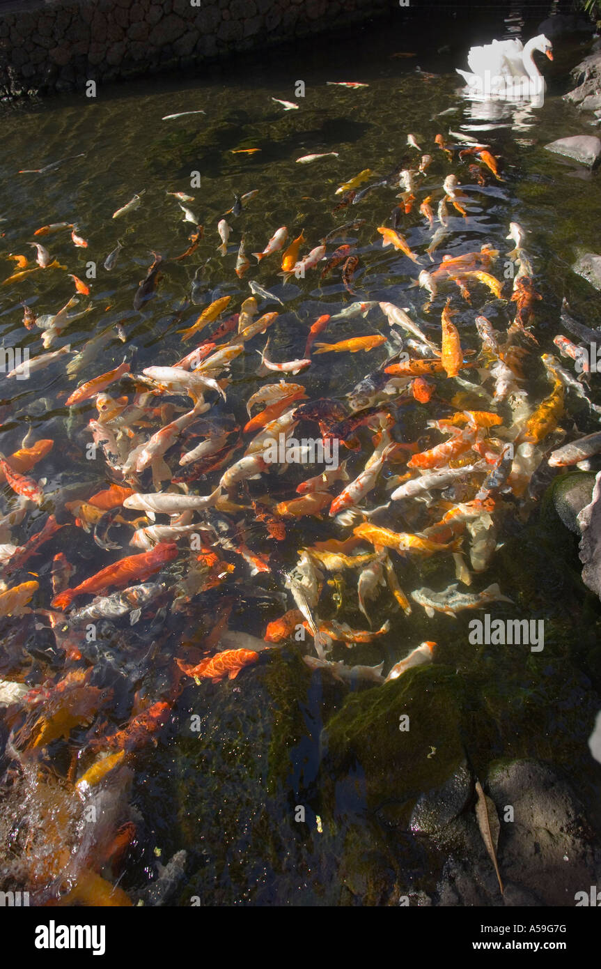 Koi de poissons dans un étang, Kauai, Hawaii, USA Banque D'Images