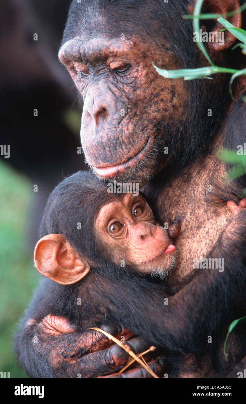 Pan Troglodytes Chimpanze Mere Nourrir Son Bebe Chimpanze Chimfunshi Orphelinat En Zambie Photo Stock Alamy