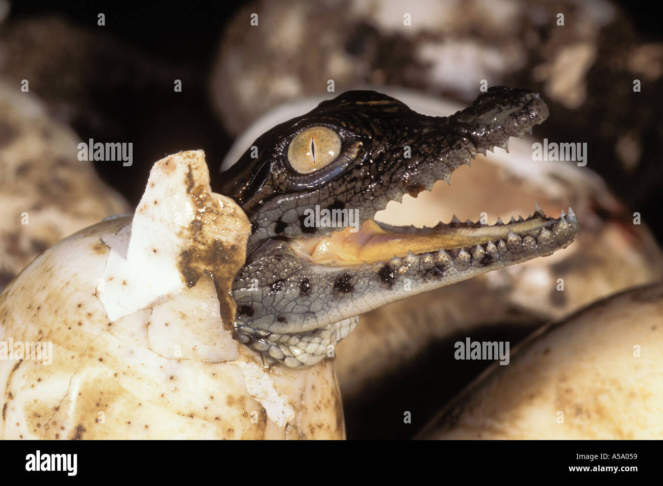 Crocodile du Nil Crocodylus niloticus nouveau-né les nouveau-nés de l'Afrique de Distribution Banque D'Images