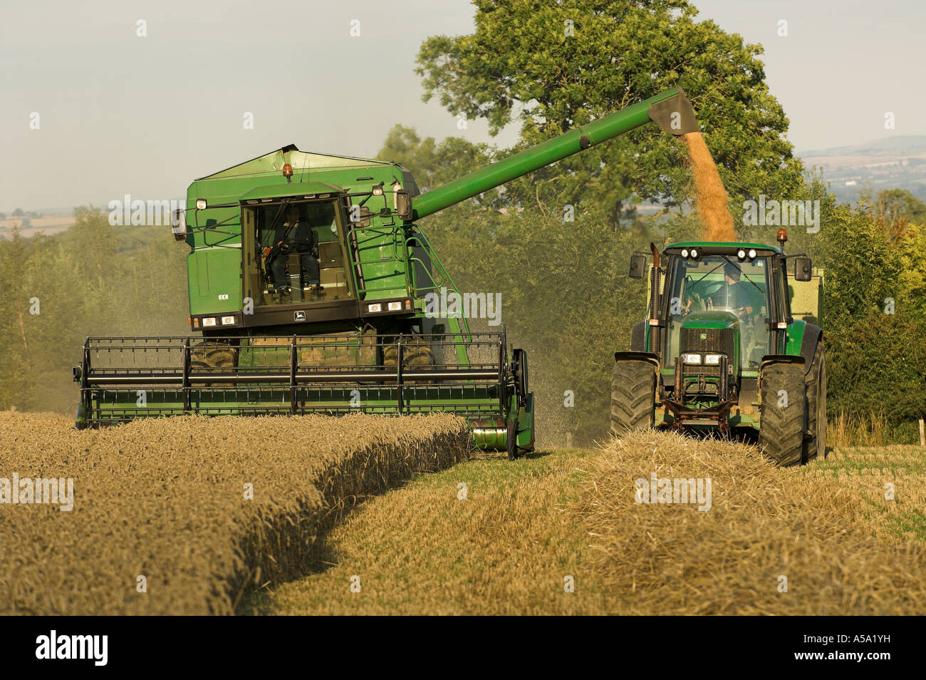 Champ de blé à récolter des Scottish Borders Banque D'Images
