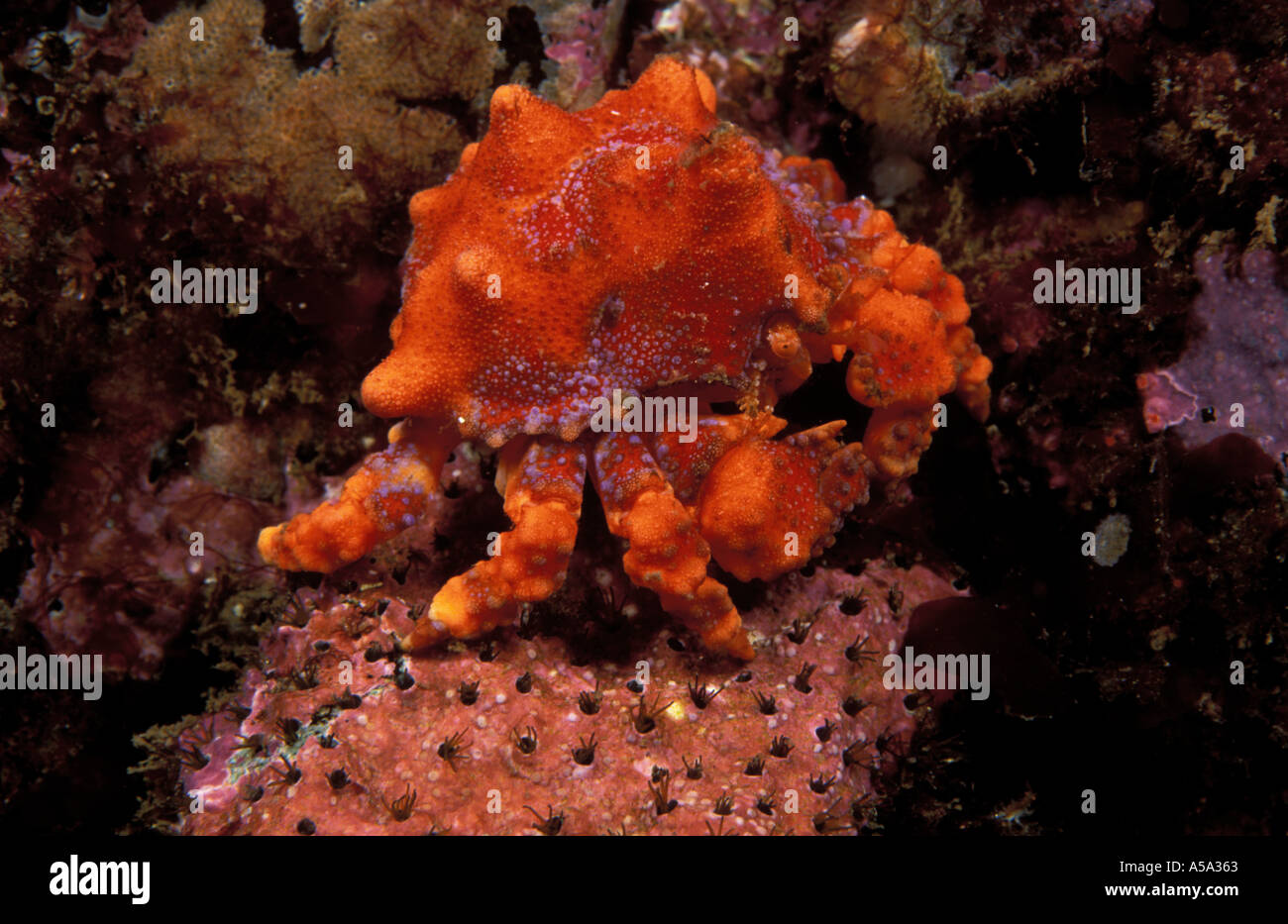Puget Sound King Crab Lopholithodes mandtii Banque D'Images