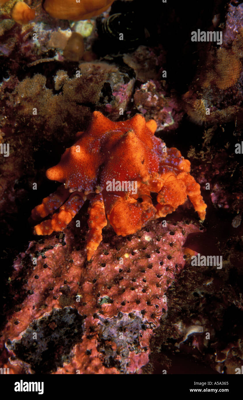 Puget Sound King Crab Lopholithodes mandtii Banque D'Images