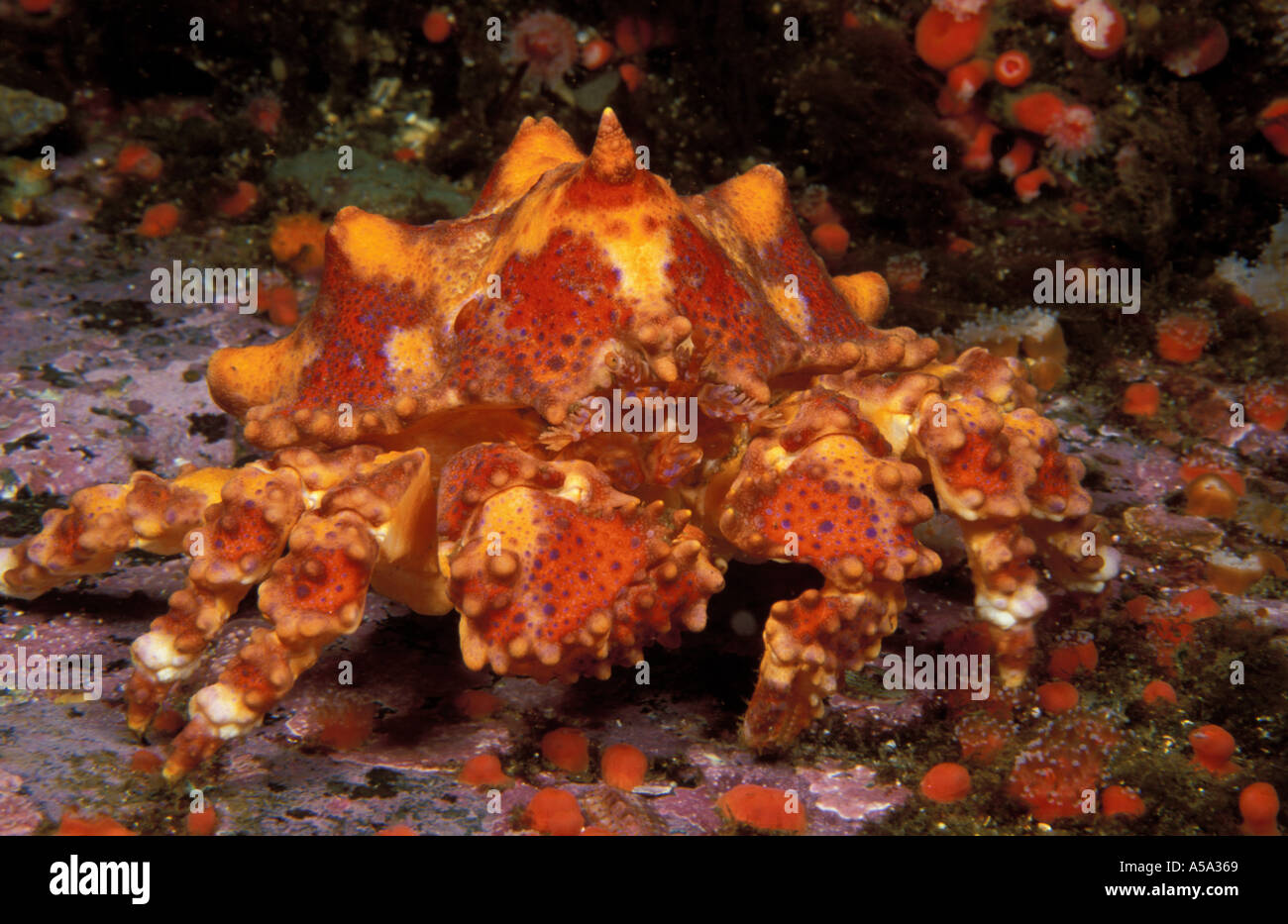Puget Sound King Crab Lopholithodes mandtii Banque D'Images