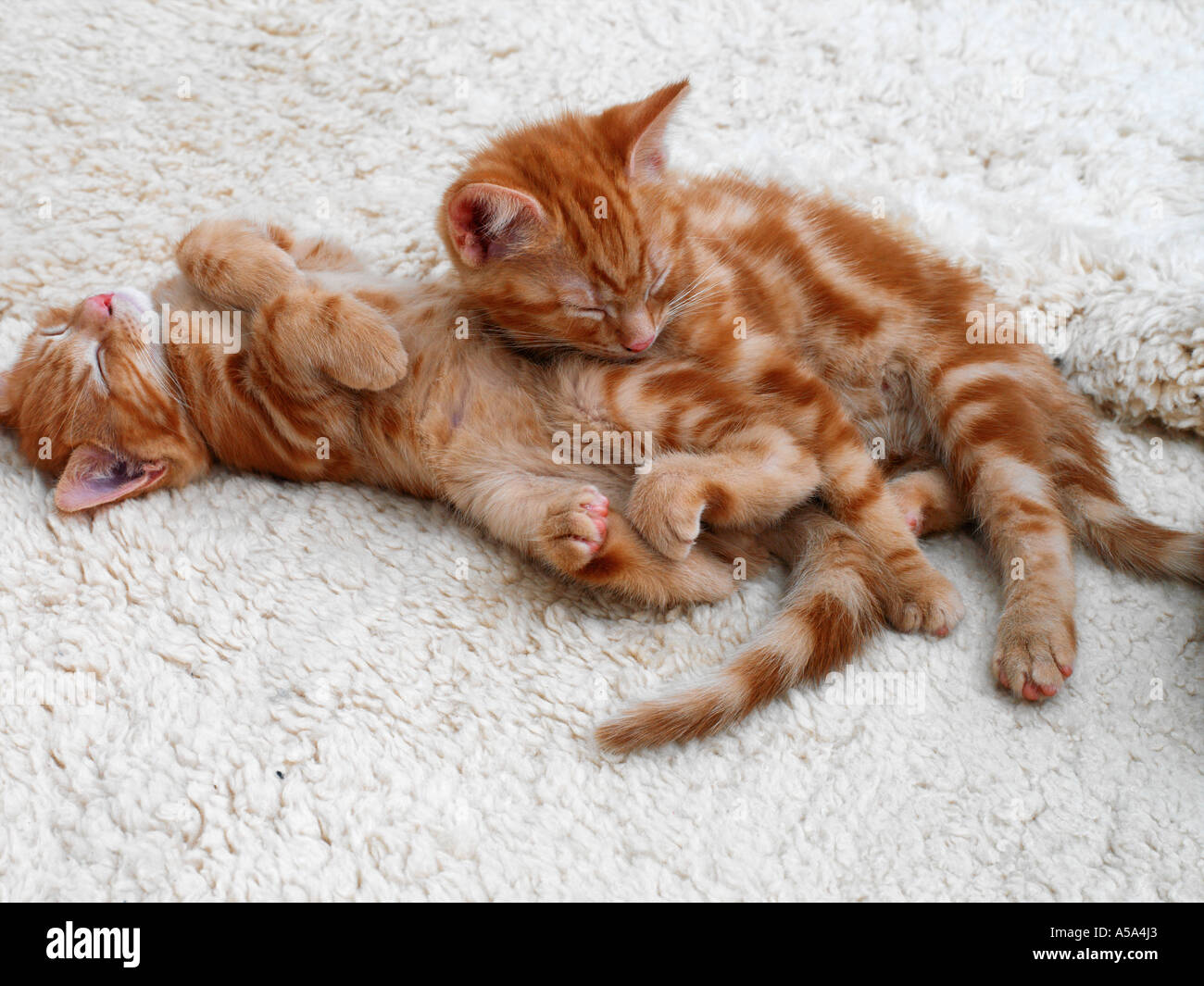 Deux Chatons British Ginger endormi âgé de huit semaines Banque D'Images