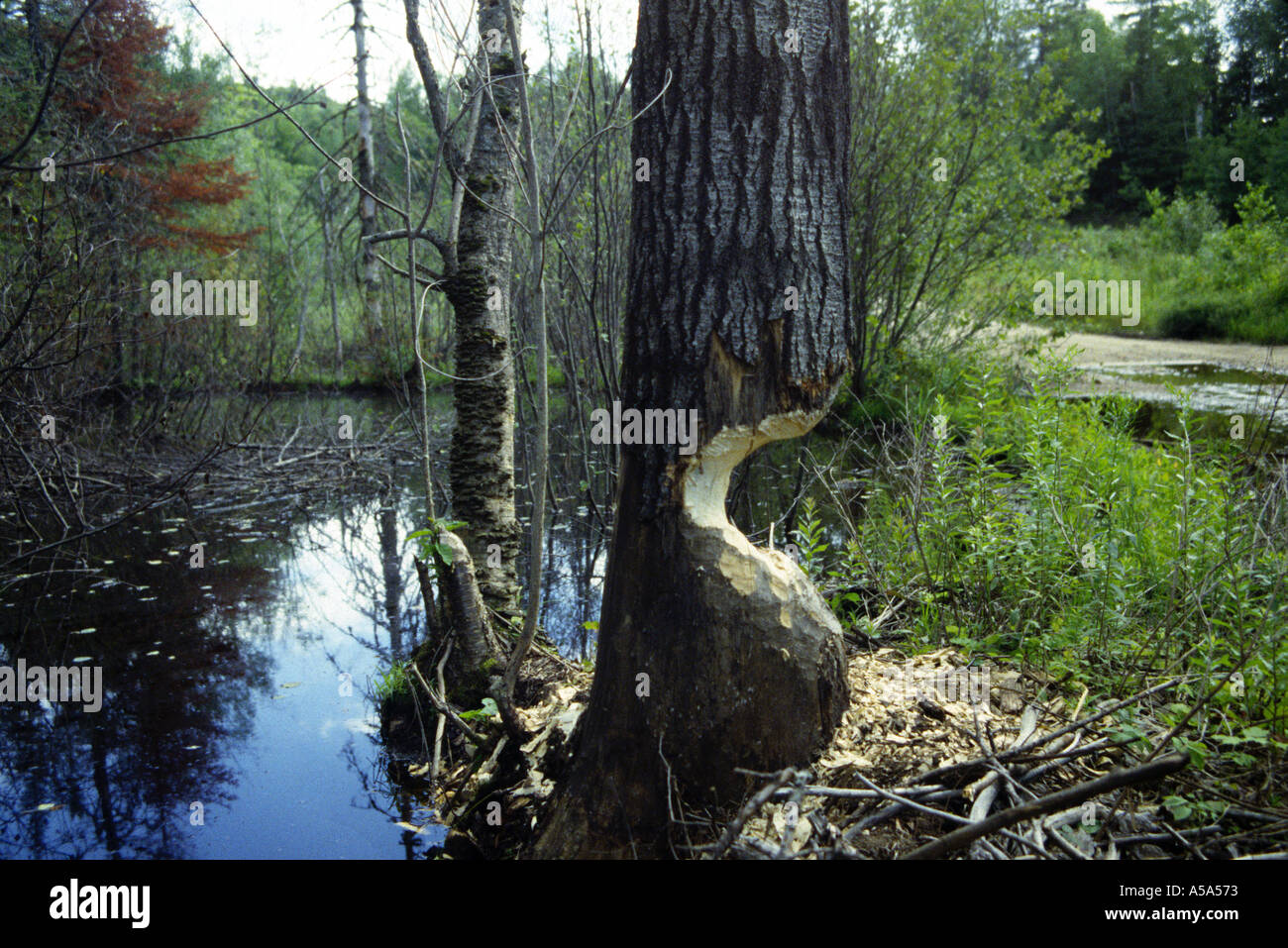 Arbre noueux de castor Banque D'Images