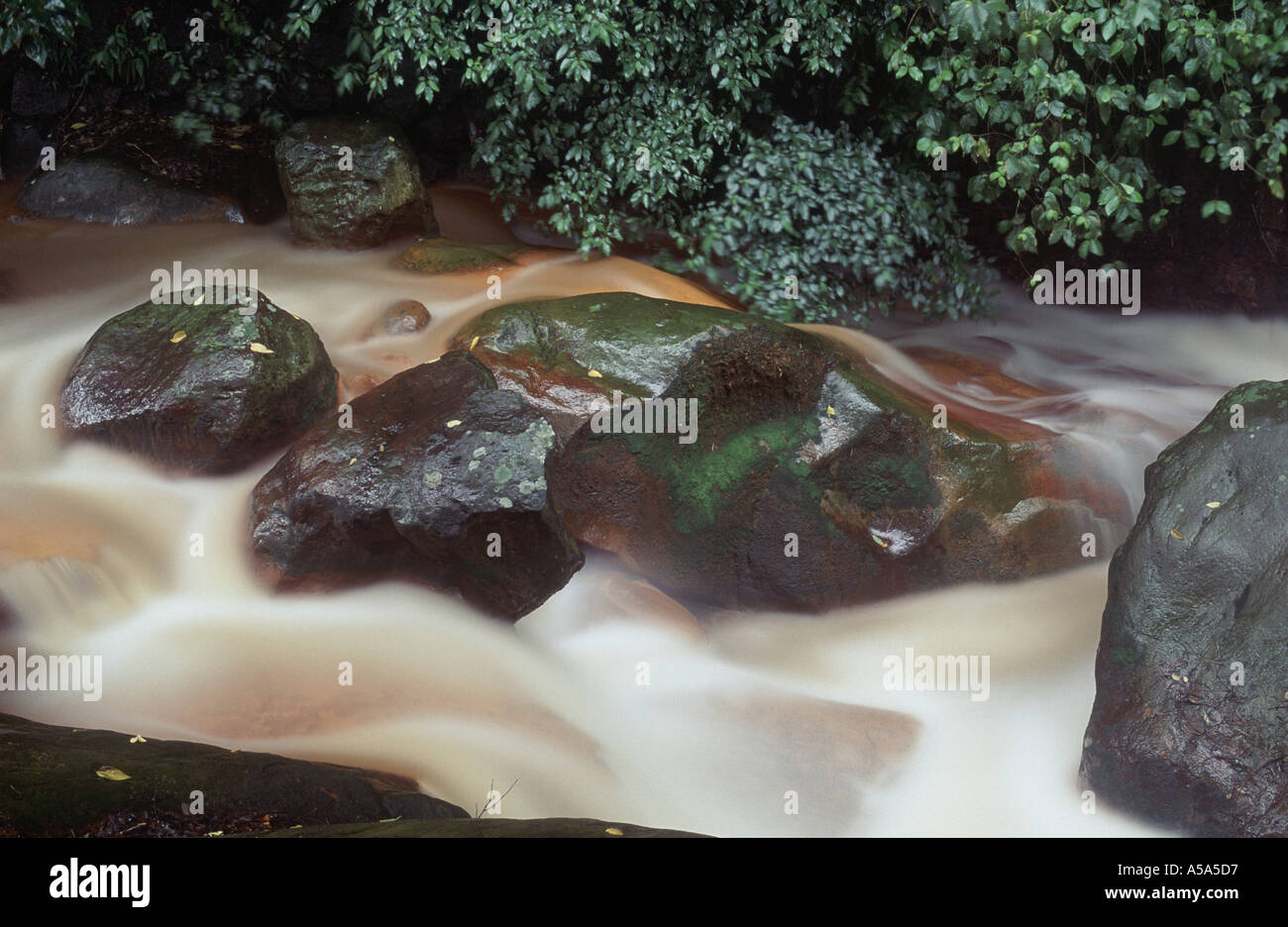 Un ruisseau de montagne dans le parc national de Yangmingshan Taiwan Banque D'Images