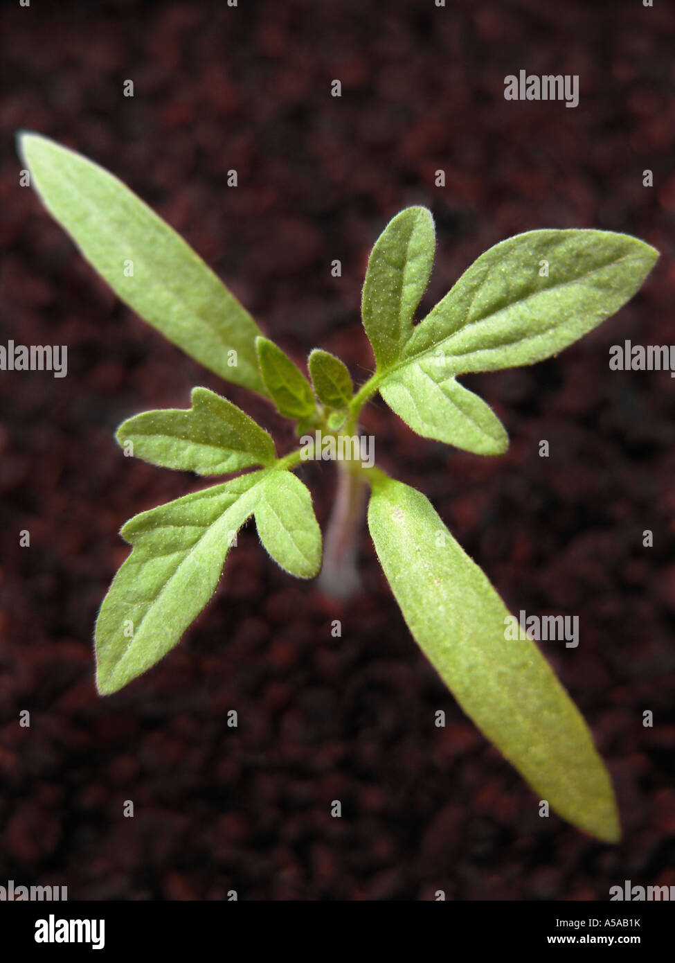 Des semis de tomates qui poussent sur des sols riches et sombres Banque D'Images