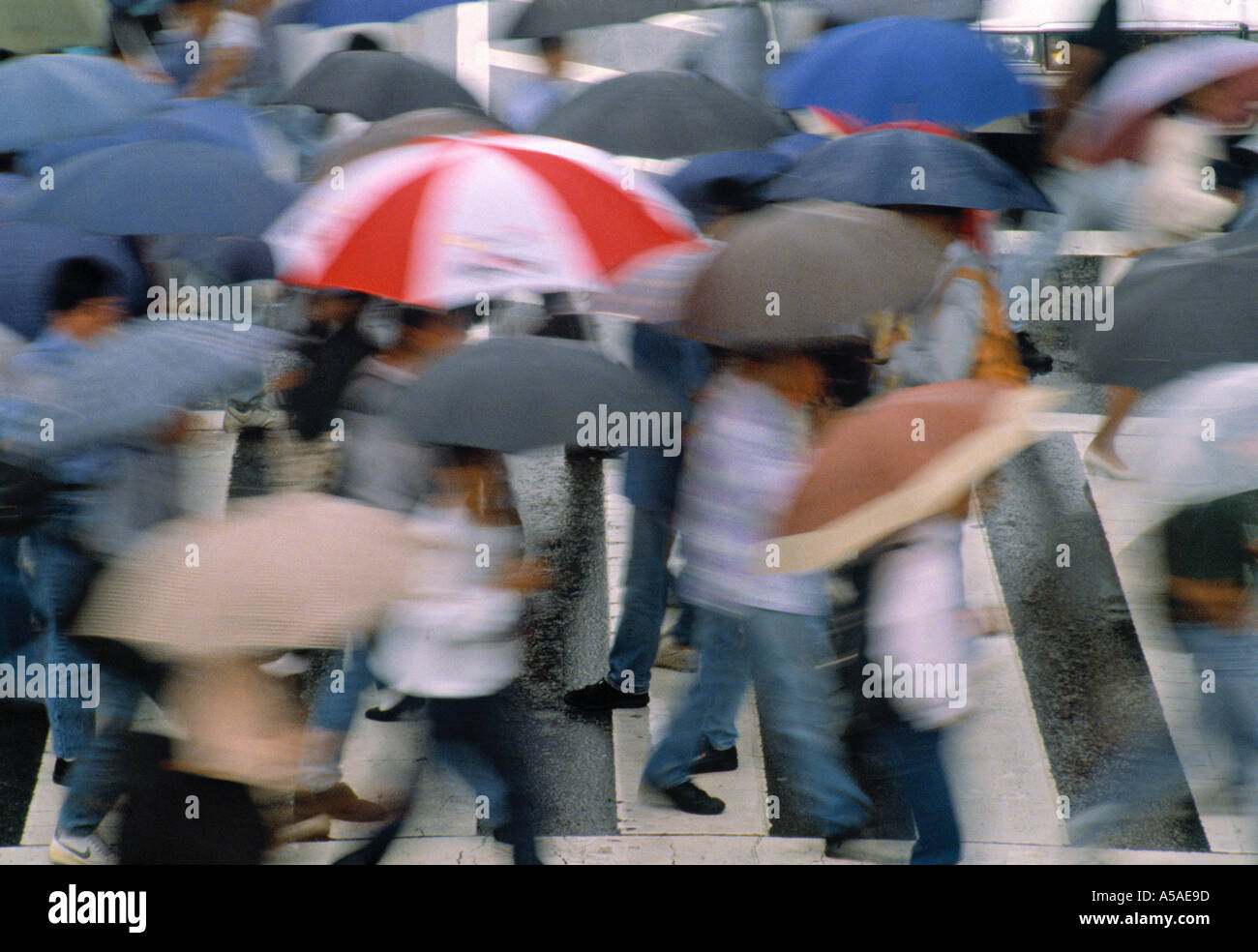 Les piétons des parasols, Tokyo, Japon Banque D'Images