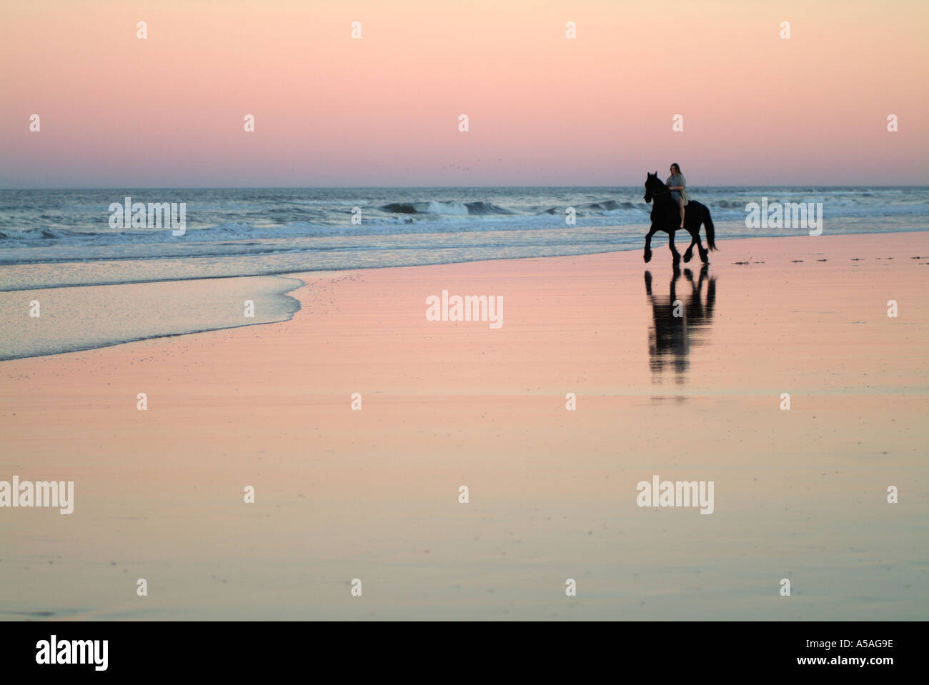 Femme équitation étalon frison et sur la plage au crépuscule Banque D'Images