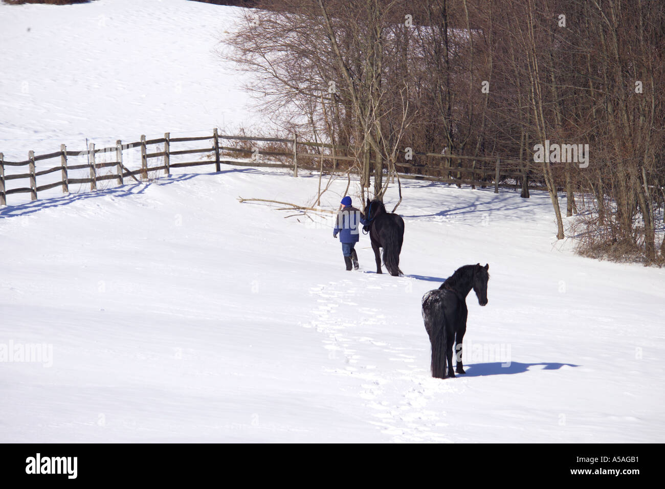 Femme cheval menant sur la neige couverts paddock Banque D'Images