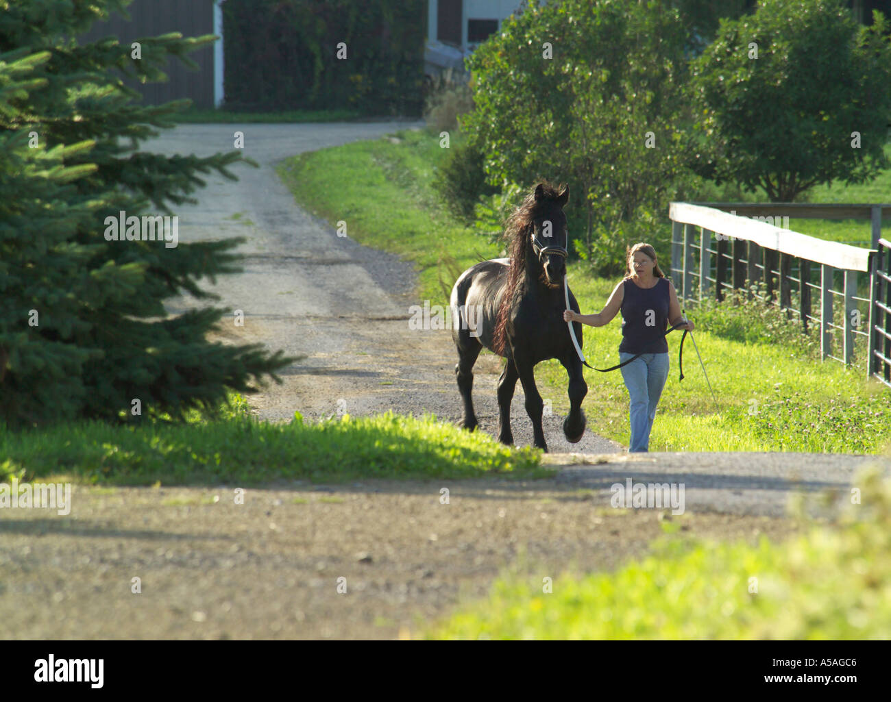 Premier étalon frison femme serpentent le long de route Banque D'Images